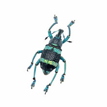Blue Striped Weevil Beetle (Eupholus schoenherri mimikanus) - TaxidermyArtistry