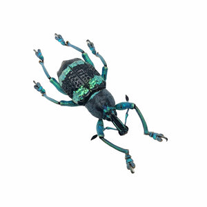 Blue Striped Weevil Beetle (Eupholus schoenherri mimikanus) - TaxidermyArtistry