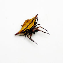 Blunt-spined Kite Spider (gasteracantha sturi) - TaxidermyArtistry