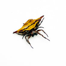 Blunt-spined Kite Spider (gasteracantha sturi) - TaxidermyArtistry