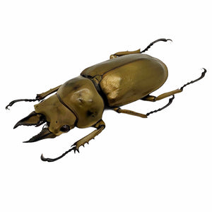 Bronze Golden Beetle Allotopus rosenbergi - TaxidermyArtistry