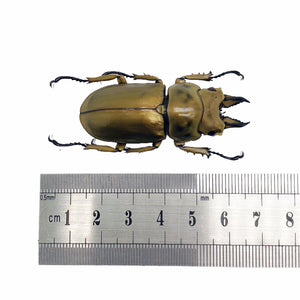 Bronze Golden Beetle Allotopus rosenbergi - TaxidermyArtistry