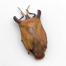 Bull-Horn Shield Bug (Eurypleura bicornis) - TaxidermyArtistry