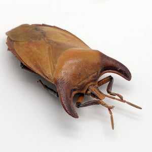 Bull-Horn Shield Bug (Eurypleura bicornis) - TaxidermyArtistry