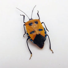 Catacanthus Incarnatus Man Faced Beetle - TaxidermyArtistry