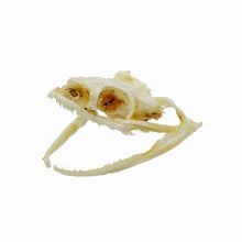 Chinese Rat Snake Skull Ptyas korros - TaxidermyArtistry