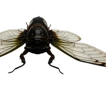 Cicada (Cryptotympana acuta) True Bug Insect - TaxidermyArtistry