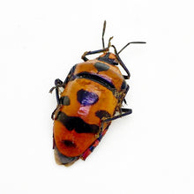 Clown Face Bug (Eucorysses javanus variabilis) - TaxidermyArtistry
