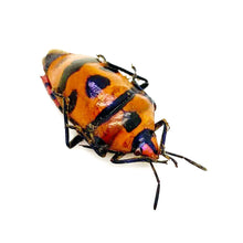 Clown Face Bug (Eucorysses javanus variabilis) - TaxidermyArtistry