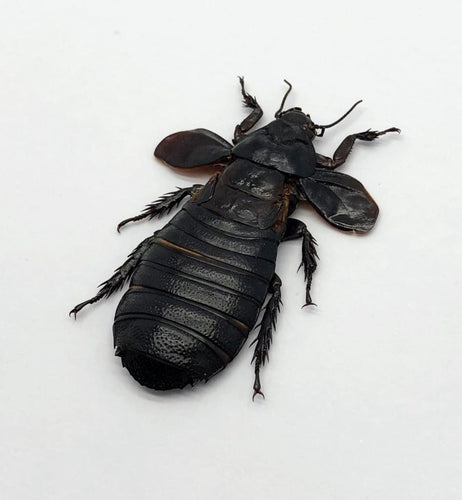 Cockroach (Panesthia angustipennis) - TaxidermyArtistry