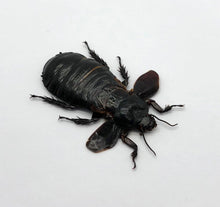 Cockroach (Panesthia angustipennis) - TaxidermyArtistry