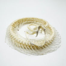 Coiled White-Lipped Pit Viper Full Skeleton (Trimeresurus albolabris) Osteological Specimen - TaxidermyArtistry
