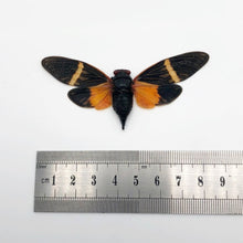 Colourful Orange Cicada (Tosena paviei) - TaxidermyArtistry