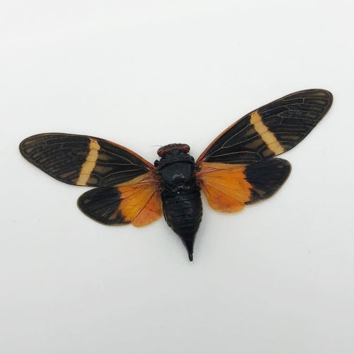 Colourful Orange Cicada (Tosena paviei) - TaxidermyArtistry