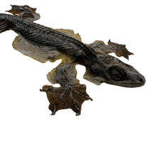 Common Flying Gecko (Ptychozoon kuhli) - TaxidermyArtistry