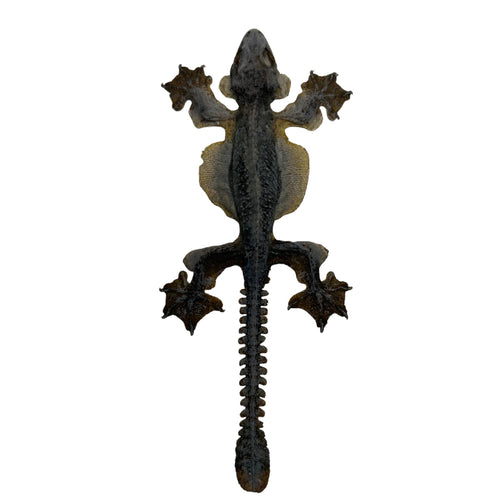Common Flying Gecko (Ptychozoon kuhli) - TaxidermyArtistry