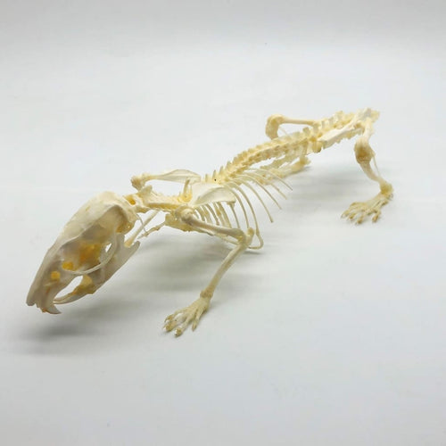 Common Rat Rattus norvegicus Full Skeleton - TaxidermyArtistry