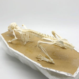 Common Rat Rattus norvegicus Full Skeleton - TaxidermyArtistry