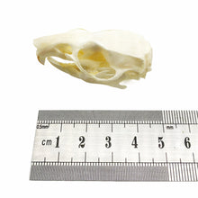 Common Rat Skull Rattus norvegicus - TaxidermyArtistry