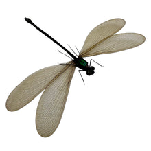 Damselfly (Vestalis luctuosa) (F) Insect Specimen - TaxidermyArtistry