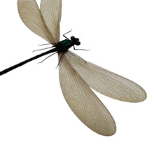Damselfly (Vestalis luctuosa) (F) Insect Specimen - TaxidermyArtistry