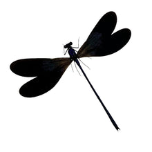 Damselfly (Vestalis luctuosa) (M) Insect Specimen - TaxidermyArtistry