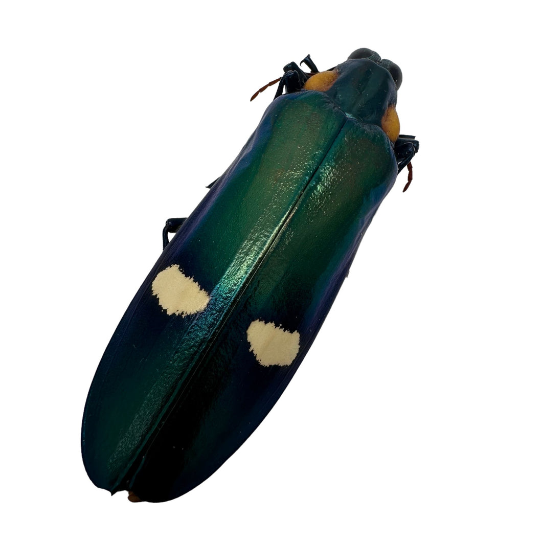 Dark Green Metallic wood-boring Beetle (Megaloxantha bicolor assamensis) - TaxidermyArtistry