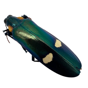 Dark Green Metallic wood-boring Beetle (Megaloxantha bicolor assamensis) - TaxidermyArtistry