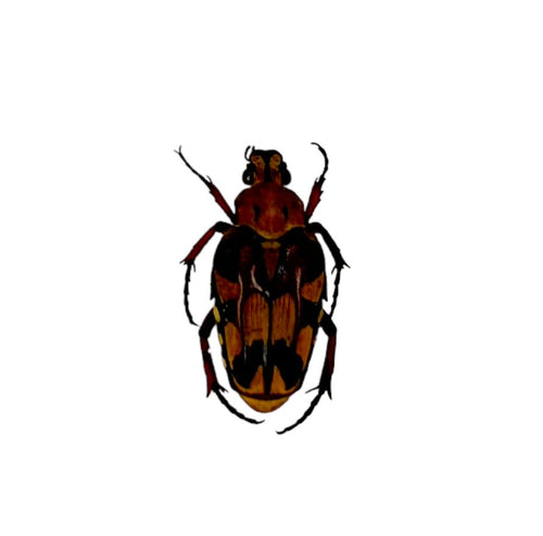 Darkling Beetle (Ixorida thoracica) - TaxidermyArtistry