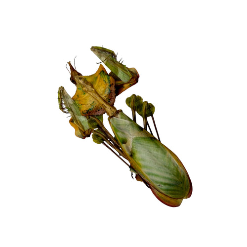 Devil's Flower Mantis (Idolomantis diabolica) - TaxidermyArtistry