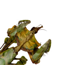 Devil's Flower Mantis (Idolomantis diabolica) - TaxidermyArtistry