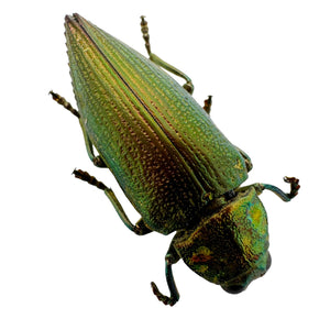 Emerald Jewel Beetle (Chrysodema foraminifera) Insect - TaxidermyArtistry
