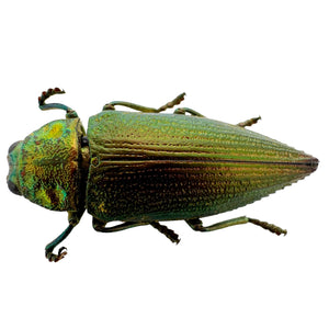 Emerald Jewel Beetle (Chrysodema foraminifera) Insect - TaxidermyArtistry