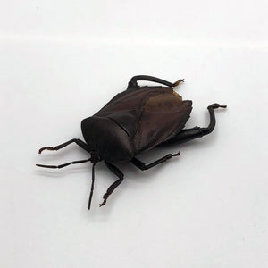 Entomology Insect (Euthenestes robustus) True Bug - TaxidermyArtistry
