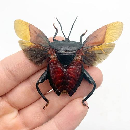 Entomology Insect (Euthenestes robustus) True Bug (Spread) - TaxidermyArtistry