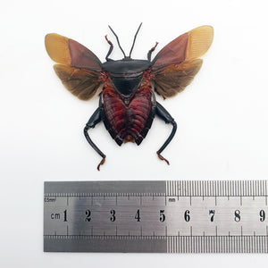 Entomology Insect (Euthenestes robustus) True Bug (Spread) - TaxidermyArtistry