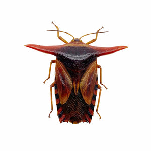 Entomology Shield Bug (Pygoplatys lancifer) - TaxidermyArtistry