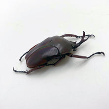 Flower Beetle (eudicella smithi shiratica) Insect - TaxidermyArtistry