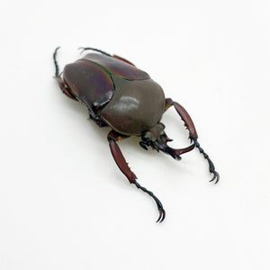 Flower Beetle (eudicella smithi shiratica) Insect - TaxidermyArtistry
