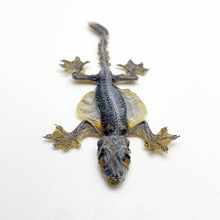 Flying Gecko Lizard SP (Ptychozoon kuhli) from Indonesia - TaxidermyArtistry