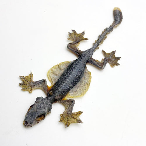 Flying Gecko Lizard SP (Ptychozoon kuhli) from Indonesia - TaxidermyArtistry