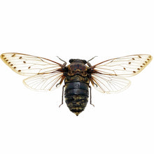Giant Cicada (Pomponia merula) (16-18cm) - TaxidermyArtistry