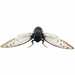 Giant Cicada (Pomponia merula) (16-18cm) - TaxidermyArtistry