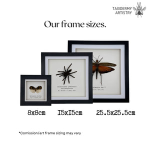 Giant Forest Soldier Ant Frame (Camponotus gigas) - TaxidermyArtistry