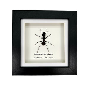 Giant Forest Soldier Ant Frame (Camponotus gigas) - TaxidermyArtistry