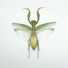Giant Green Asian Praying mantis (Hierodula patellifera) (F) - TaxidermyArtistry