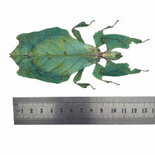Giant Green Malaysian Leaf Insect Phyllium Giganteum (F) - TaxidermyArtistry