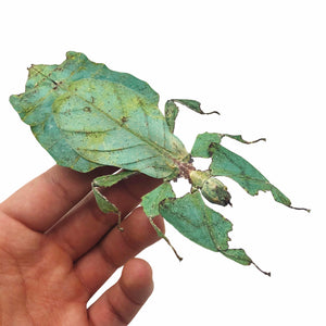 Giant Green Malaysian Leaf Insect Phyllium Giganteum (F) - TaxidermyArtistry