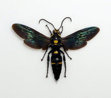 Giant Mega Wasp Megascolia Procer Javanensis Specimen - TaxidermyArtistry