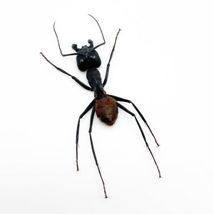 Giant Soldier Ant (camponotus gigas) (SPREAD) - TaxidermyArtistry